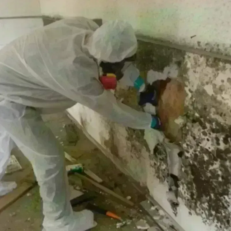 Mold Remediation and Removal in Henry County, IN